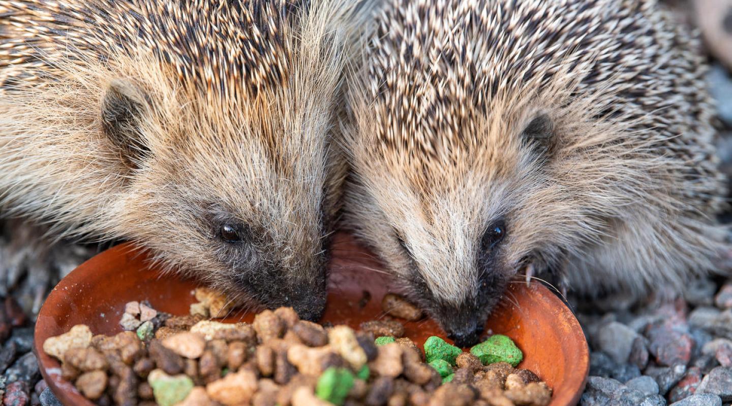 Top 10 facts about Hedgehogs Biology Diagrams